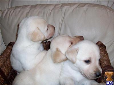 LAB PUPPIES AKC